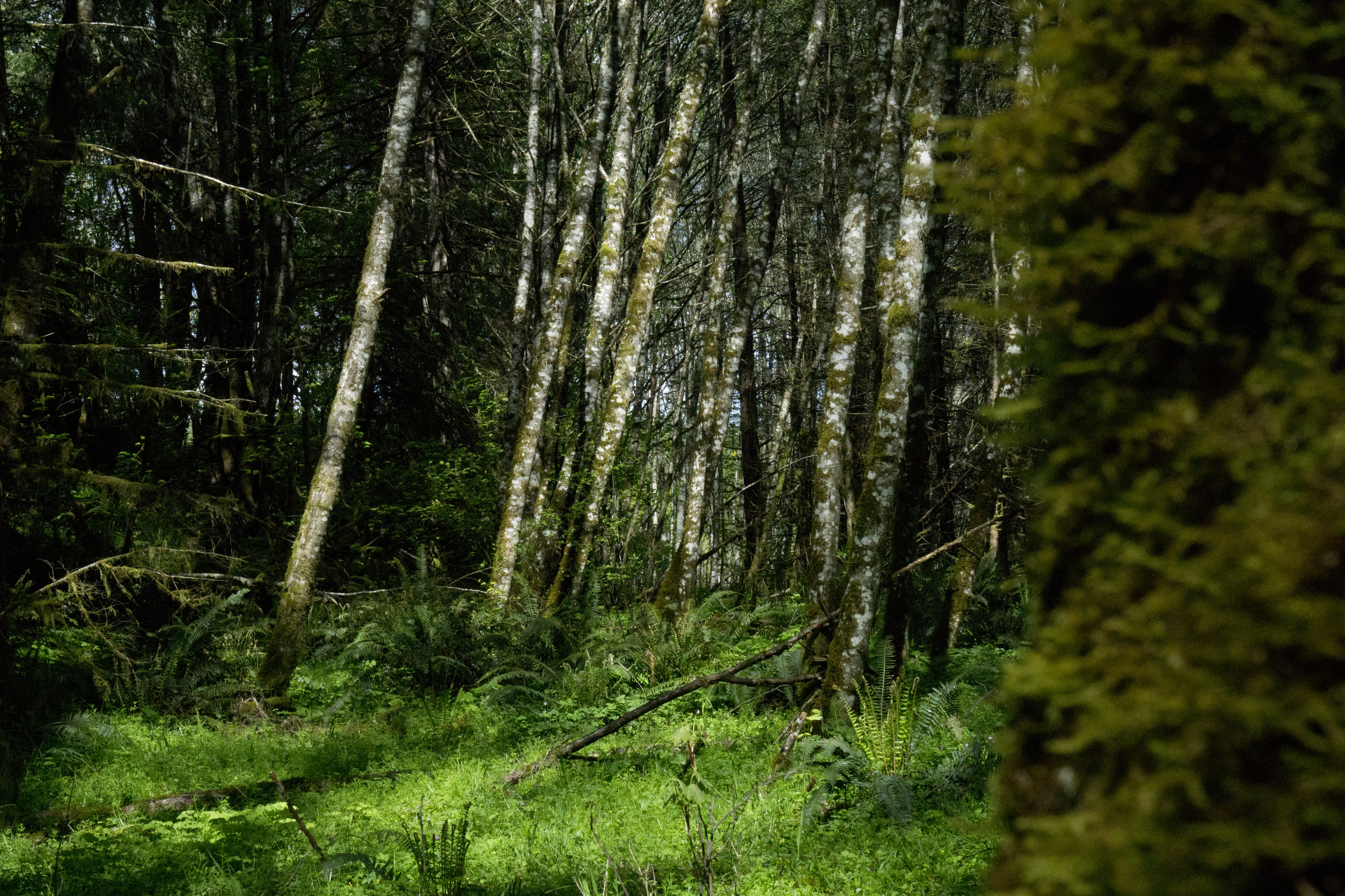 Can carbon markets help Oregon’s small forests?