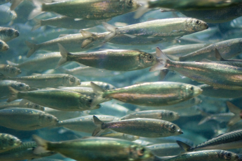 Fish habitat protection program stirs controversy