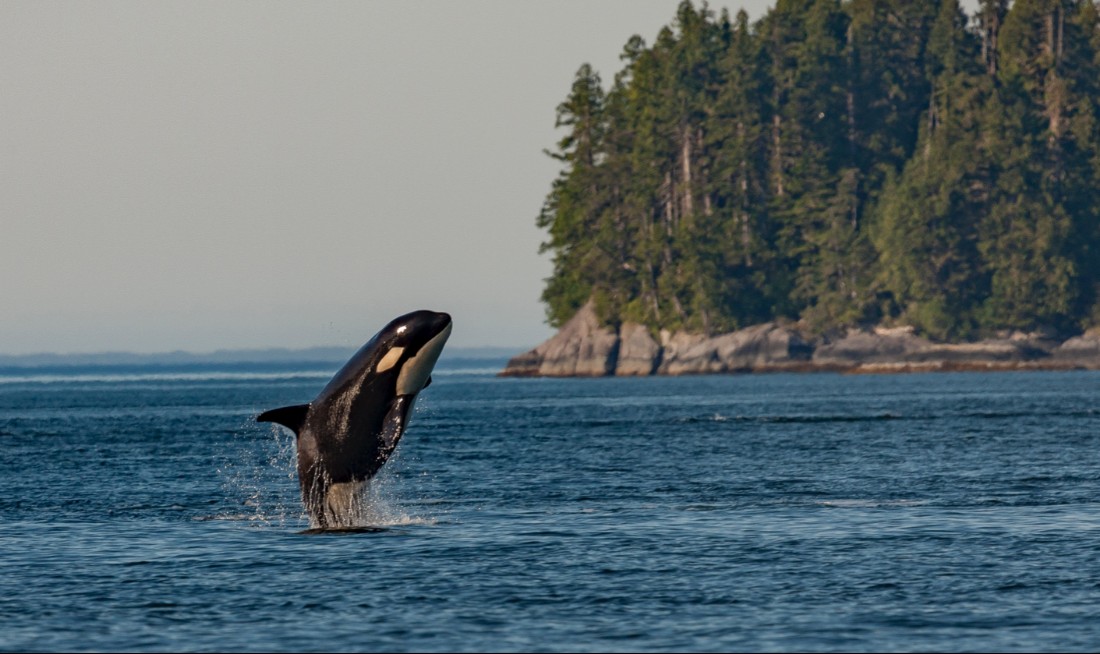 Legislature won’t ban orca-watching boats in Puget Sound