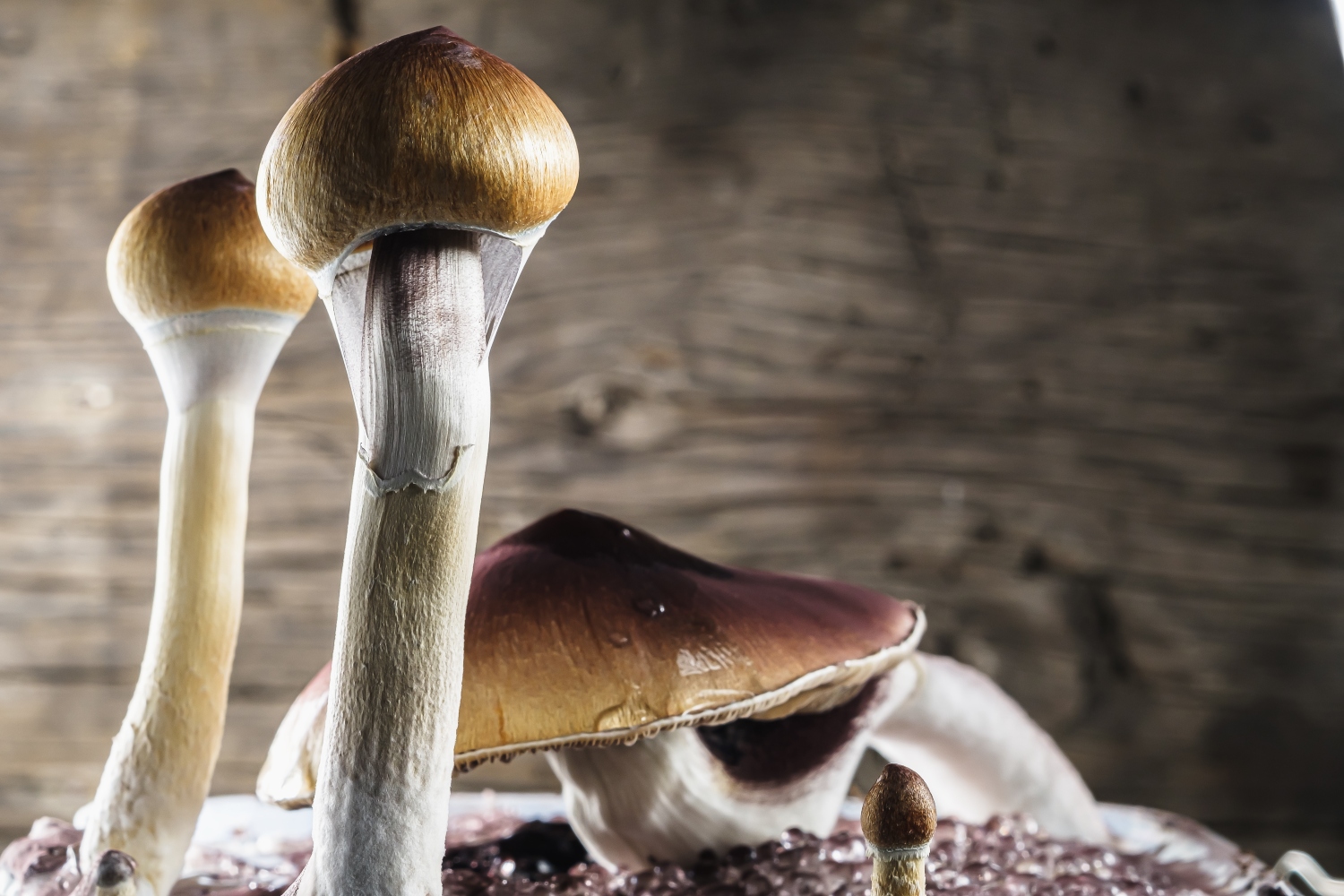 Oregon’s psilocybin program stands on thousands of years of indigenous experience