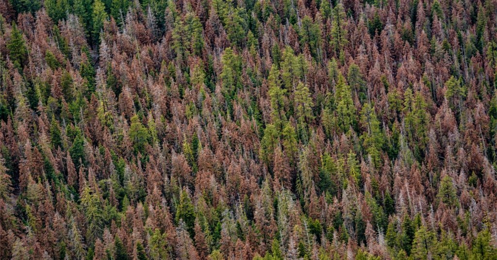 Massive die-off hits fir trees across Pacific Northwest