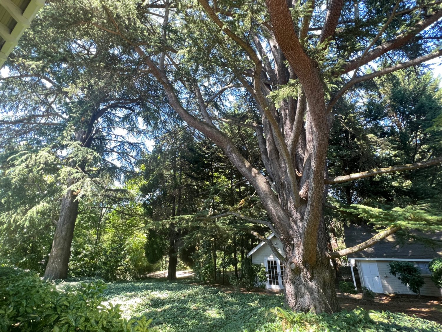 How developers helped shape Seattle’s controversial tree protection ordinance