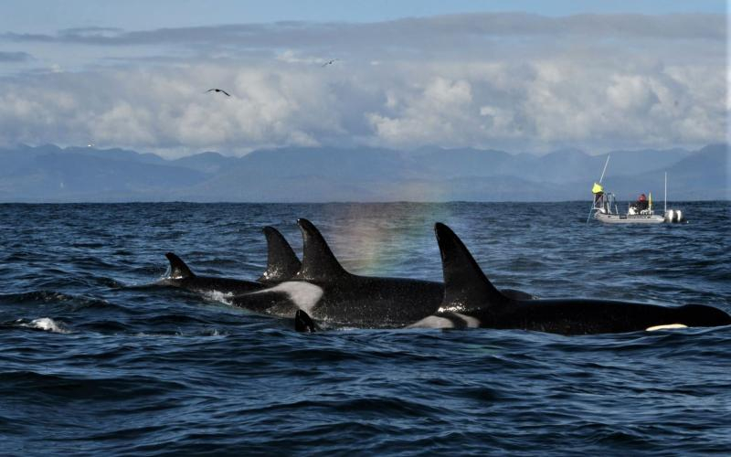 Two Towns in Washington Take Steps Toward Recognizing the Rights of Southern Resident Orcas