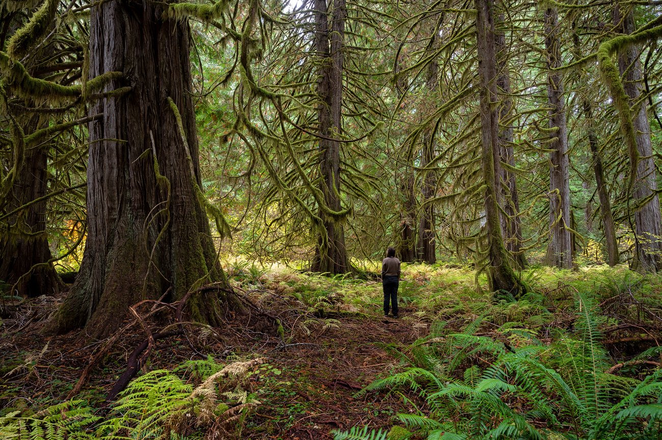 In the Northwest and beyond, mature and old-growth trees remain under threat in spite of Biden’s move to protect them