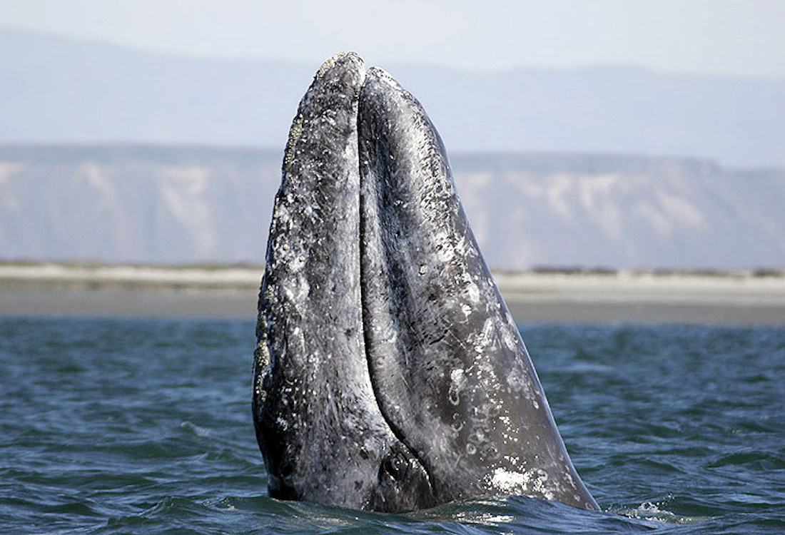 Climate change likely playing role in 40% drop in Pacific gray whale population