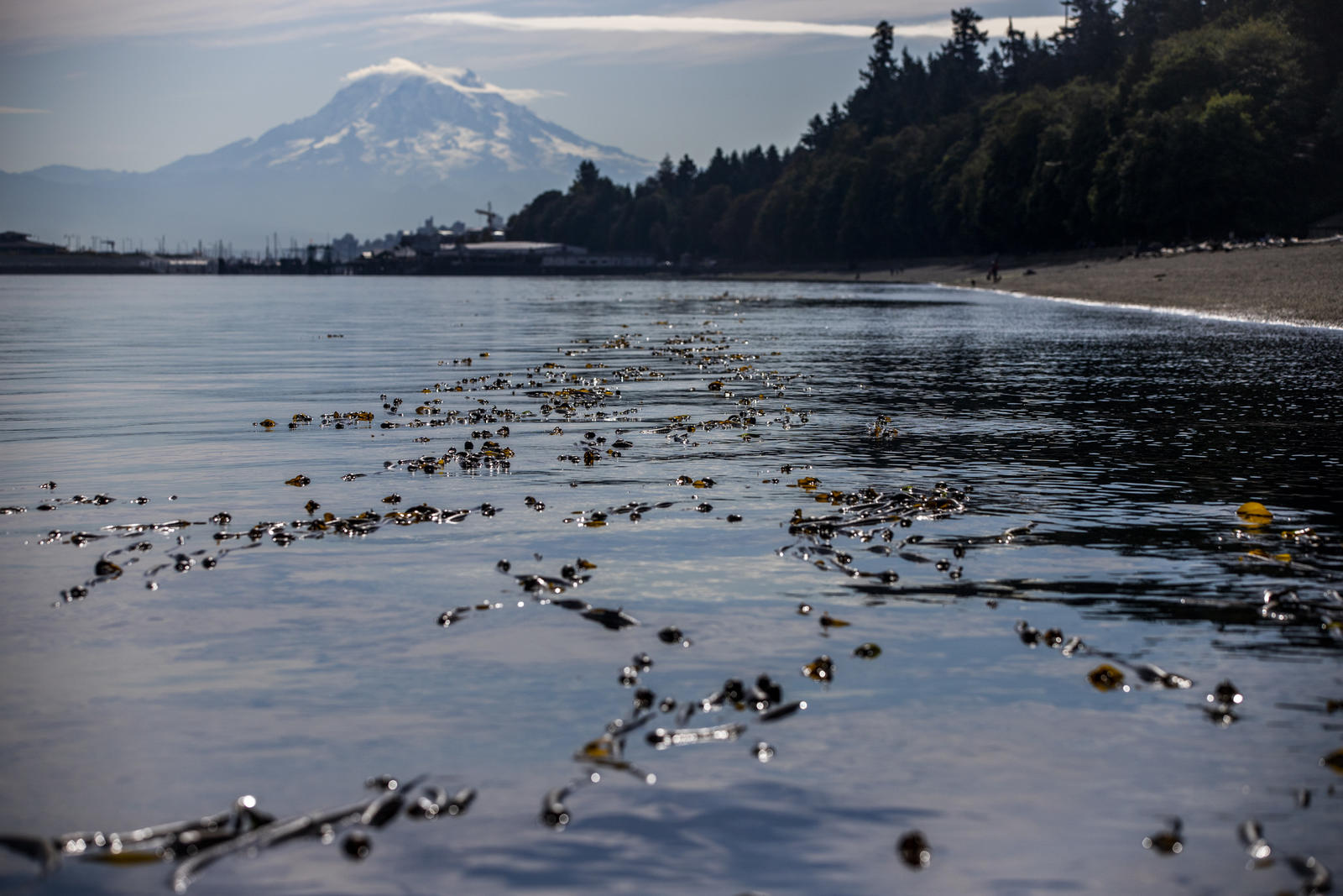 Shrinking WA kelp and eelgrass beds draw legislative attention