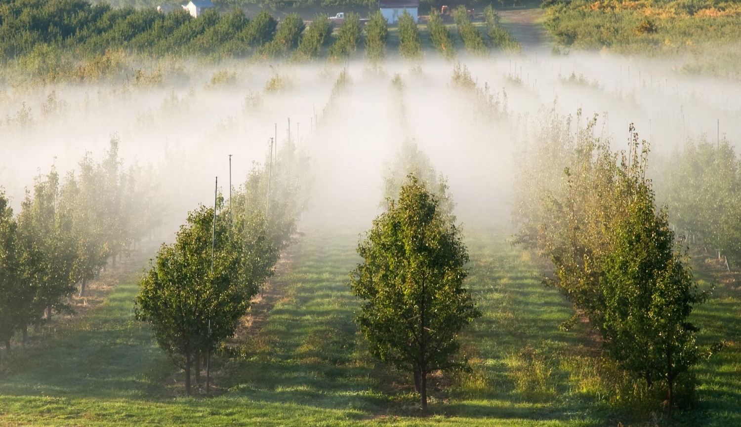 Poisoned ground: Dealing with Washington’s legacy of pesticides
