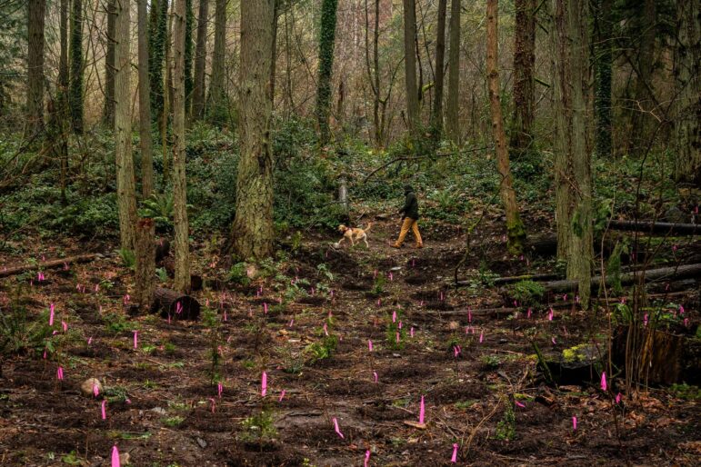 A forest, and in the middle of the photo, a scattering of tiny neon pink flags marking recently dug-up piles of dirt.