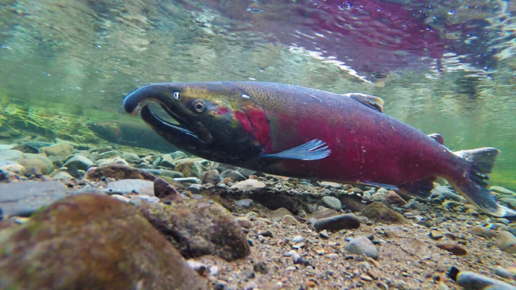 Billions spent on hatcheries, habitat fails to help native Columbia River salmon, study finds